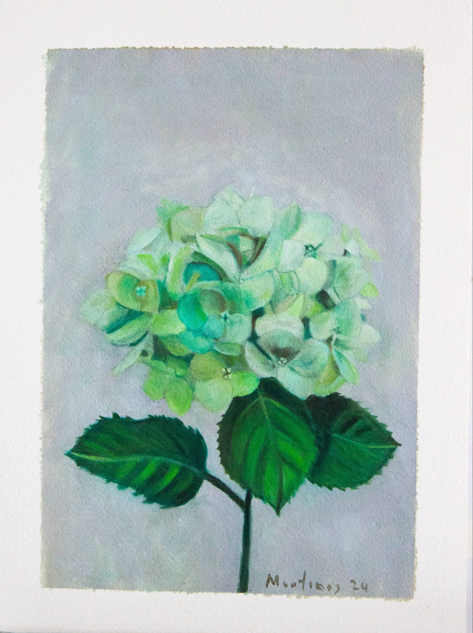 Hortensia verde