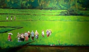 Green pady of Kerala